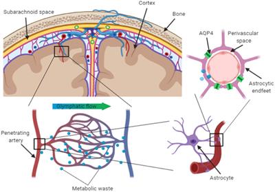 Perivascular Unit: This Must Be the Place. The Anatomical Crossroad Between the Immune, Vascular and Nervous System